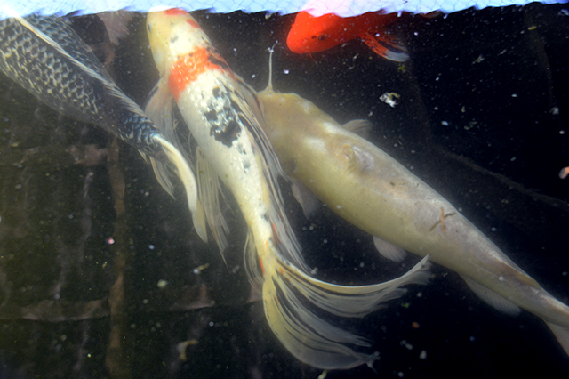 koi-pond – Catoctin Wildlife Preserve | Thurmont, MD