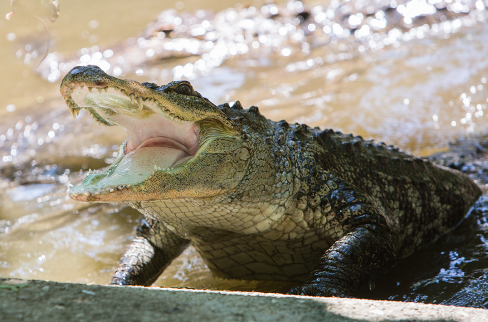 World Croc Day - Catoctin Wildlife Preserve | Thurmont, MD – Get close ...