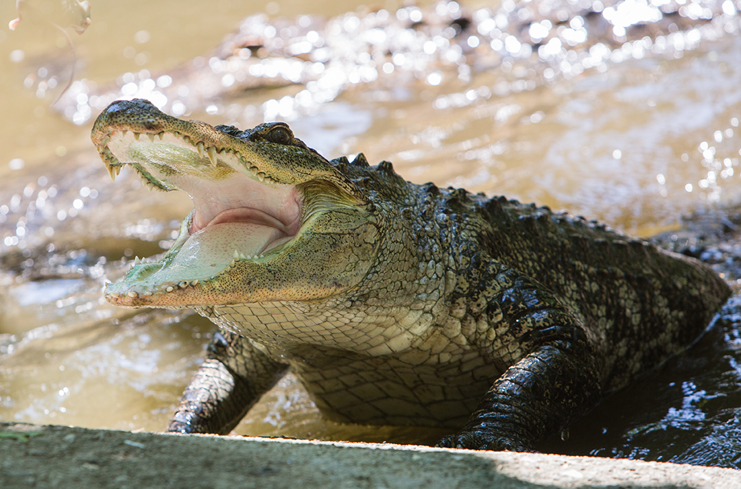 Alligator at the Catoctin Wildlife Preserve