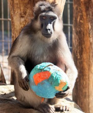 Macaque with Easter Egg
