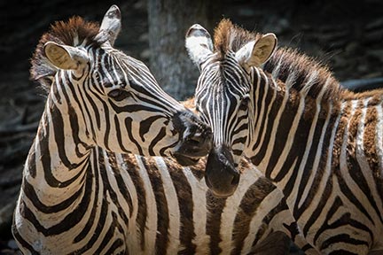 Animals - Catoctin Wildlife Preserve  Thurmont, MD – Get close, in  unexpected ways!