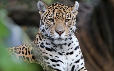 Catoctin Wildlife Preserve grieves passing of Jaguar “Evita”