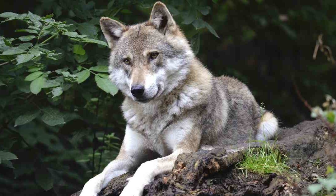 Exhibit Renovation continues for The Wolf Woods