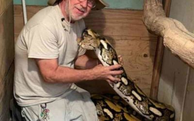 Giant Snake Gets Hand-Delivered to New Home at Preserve