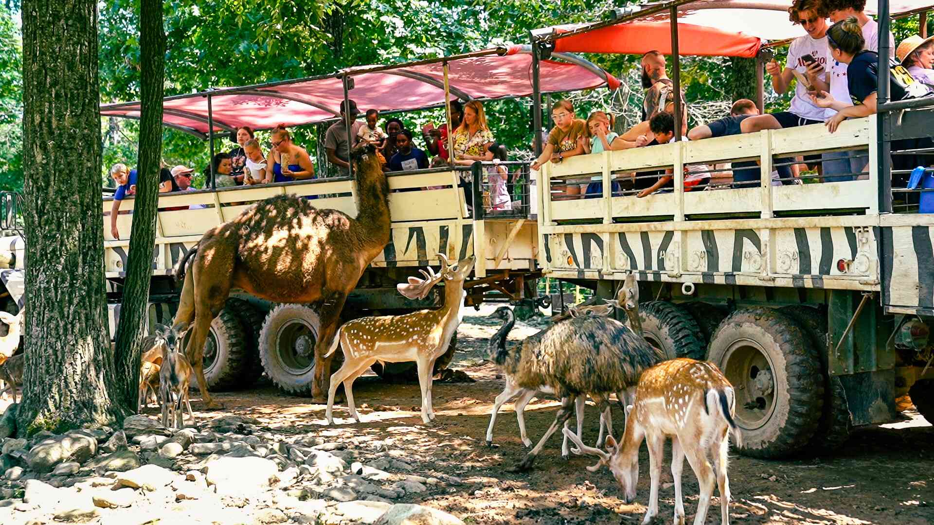 Bison feeding during a Safari Ride