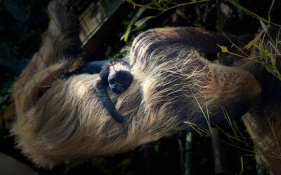 CWP Welcomes Baby Sloth!